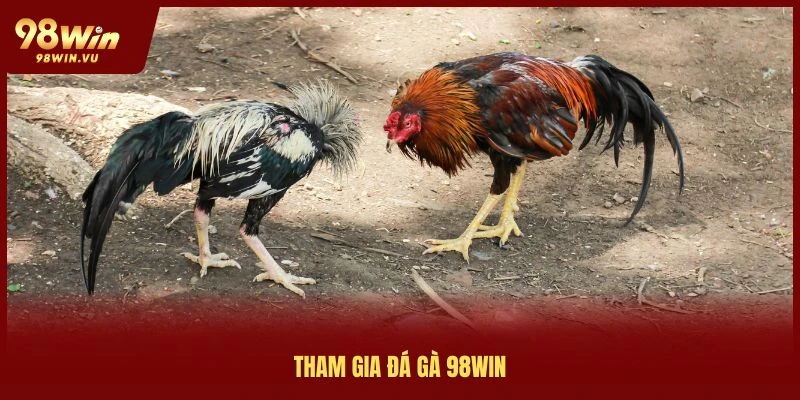 tham-gia-da-ga-98win